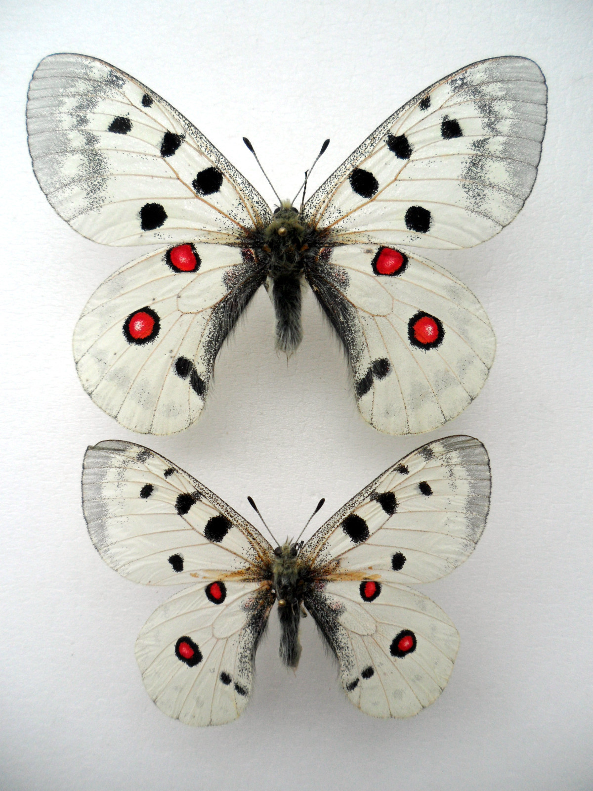 PARNASSIUS APOLLO MOSCOVITUS (DWARF MALE) (Internet Image property of respective owner, non-commercial use only)